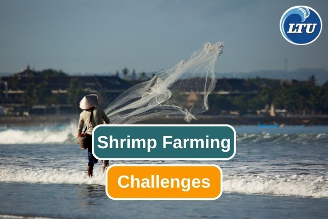 Challenges In Modern Shrimp Farming